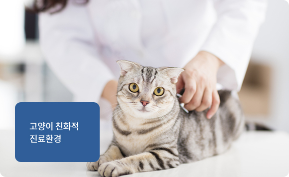 고양이 돌보미 상주